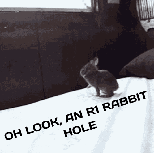 rabbit r1 – Animals