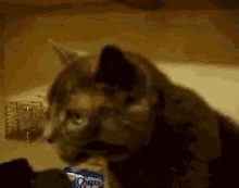 Cat Eating GIF - Cat Eating Funny GIFs