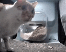 Shocked Cat What Did I Just See GIF