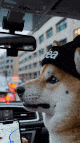 a dog wearing a black tea hat looks at a phone
