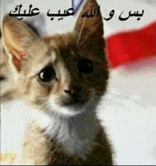 a close up of a cat 's face with arabic writing on it