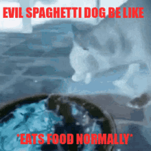 dog evil discord