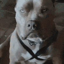 Dog Serious Face GIF - Dog Serious Face Straight Face GIFs