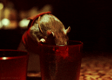 Rat Rat Drinking GIF - Rat Rat Drinking Drinking GIFs