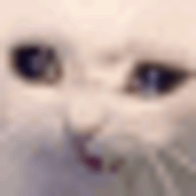 a close up of a cat 's eyes with a blurry background