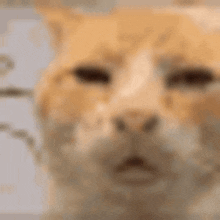 Huh Ginger Cat GIF