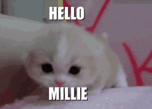 Millie Pjay GIF - Millie Pjay Pj GIFs