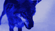 Bluewolfclaw Codplazz GIF - Bluewolfclaw Codplazz Wolves GIFs