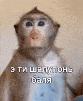 a close up of a monkey with a caption in a foreign language