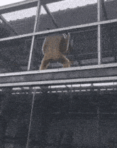 a monkey is jumping over a fence in a zoo