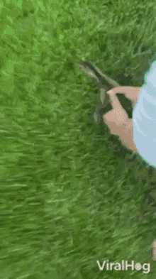 Duck Viralhog GIF - Duck Viralhog Duckling Safely Released Outside Of Home GIFs