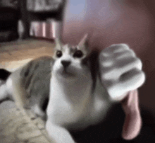 a cat is laying on the floor looking at the camera while a person is holding a pink sock .