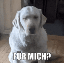 a white dog sitting on a wooden floor with the words " fur mich " written on the bottom
