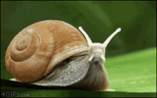 Schnecke Speed Snail GIF