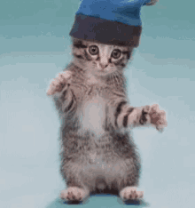 Dancing Cat GIF - Dancing Cat Weekend Vibes GIFs