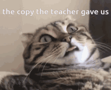 Homework Cat GIF