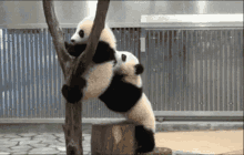 Panda Revenge GIF - Panda Revenge GIFs