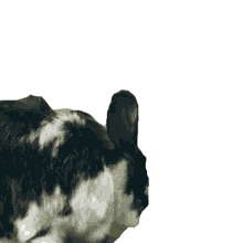 chew rabbit2