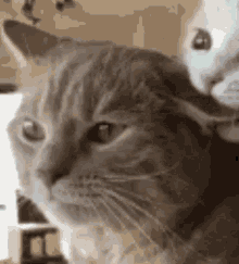 Couple Cat GIF - Couple Cat GIFs