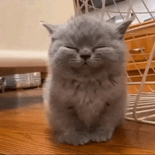 a gray cat is sitting on a wooden floor with its eyes closed and smiling .