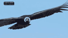 Condor Bird GIF