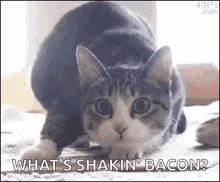 shake shake it shaq shaquille o neal cat