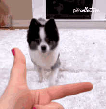 Walking The Pet Collective GIF - Walking The Pet Collective Arrive GIFs