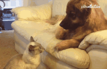 Bite The Pet Collective GIF