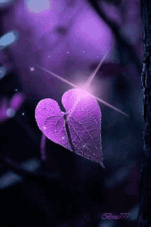 purple leaf heart