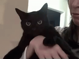 black cat meow