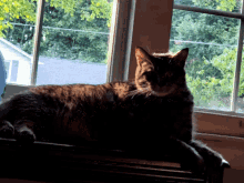 a cat laying on a window sill looking out the window