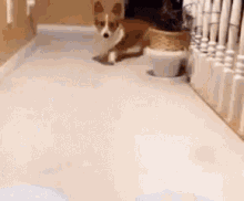 a brown and white dog laying on a white floor next to a plant .