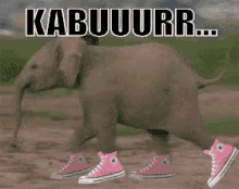Gajah Kabur GIF - Elephant Run Sneakers GIFs