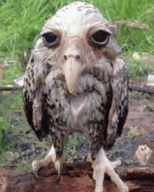 Lamont Wet Owl GIF - Lamont Wet Owl Owl GIFs