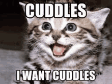Cuddles Cute Kitten GIF - Cuddles Cute Kitten GIFs