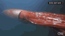 Giant Squid Got Caught On Camera GIF - Giant Squid Got Caught On Camera GIFs