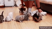 Wrangling Cats Kittens GIF - Wrangling Cats Kittens GIFs