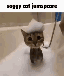 Soggy Cat Soggy Cat Jumpscare GIF - Soggy Cat Soggy Cat Jumpscare Jumpscare GIFs