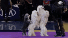Party Time Dog Stunt GIF