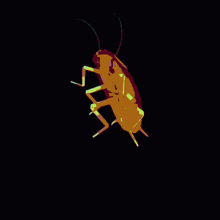 a yellow cockroach on a black background that looks like a heart