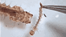 Insect Eating GIF - Insect Eating Launch Head GIFs