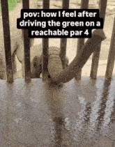 Golf Golfing GIF