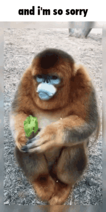 Monkey Where Are You And Im So Sorry GIF