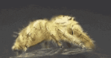 Jumping Spider Cool GIF