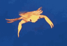 Crab Flying Cran GIF - Crab Flying Cran Flying GIFs