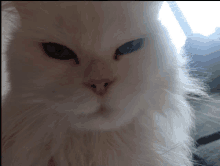Cat Gosha GIF - Cat Gosha Cutie GIFs