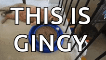 Bored Cats GIF - Bored Cats Lazy GIFs