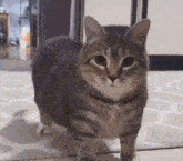 a cat is standing on a rug on the floor in a room looking at the camera .