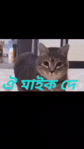 a cat is holding a black object in its mouth and says good night in blue letters