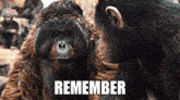 Remember Apes GIF - Remember Apes Together GIFs